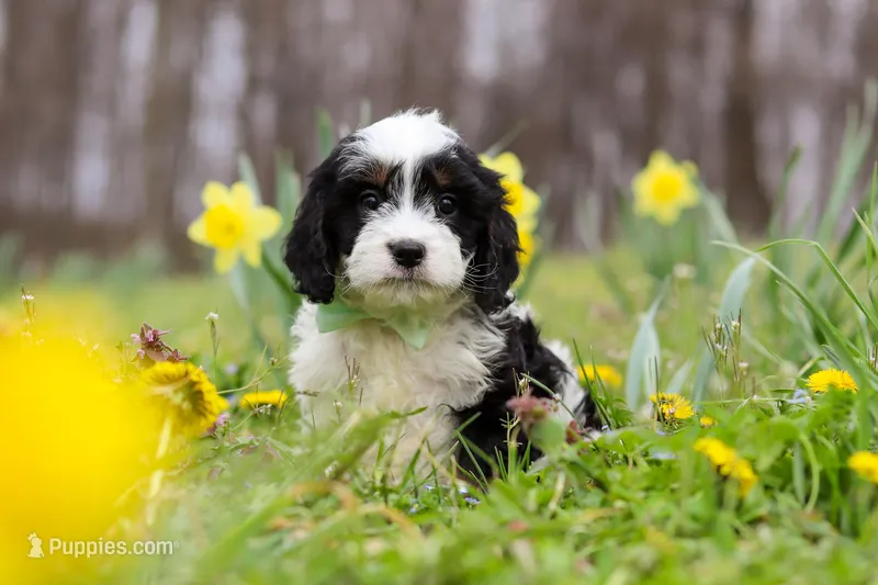 Nacho – Cavapoo puppy for sale in Millersburg, OH