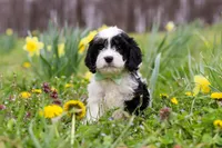 Nacho, a male Cavapoo for sale in Millersburg, OH – Photo 9 of 10