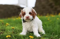 Galen, a male Cockapoo for sale in Millersburg, OH – Photo 3 of 7