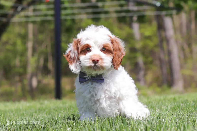 Galen – Cockapoo puppy for sale in Millersburg, OH