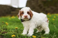 Galen, a male Cockapoo for sale in Millersburg, OH – Photo 6 of 7