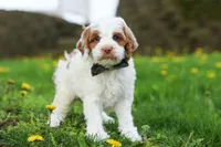 Galen, a male Cockapoo for sale in Millersburg, OH – Photo 5 of 7