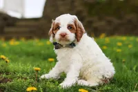 Galen, a male Cockapoo for sale in Millersburg, OH – Photo 7 of 7