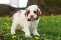 Galen, a male Cockapoo for sale in Millersburg, OH – Photo 2 of 7