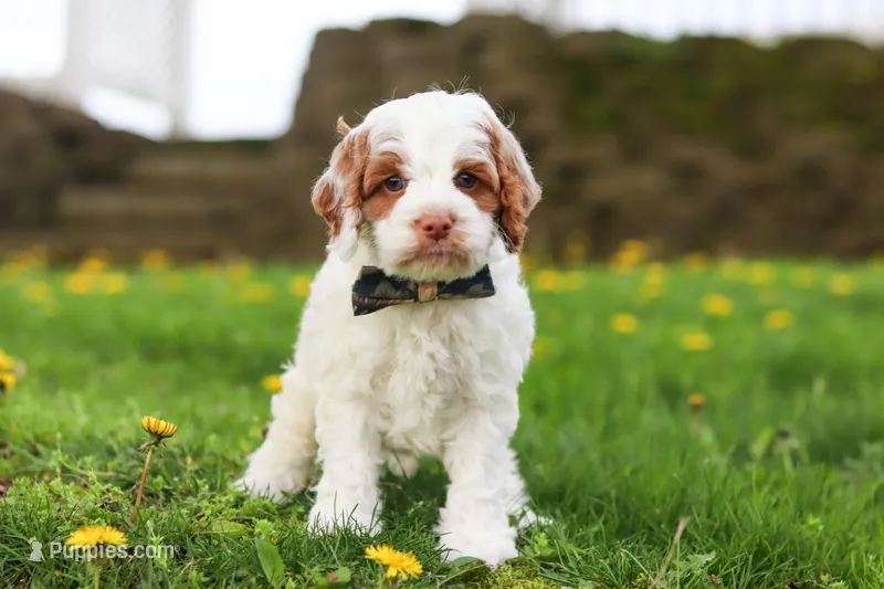Galen – Cockapoo puppy for sale in Millersburg, OH