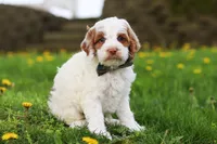 Galen, a male Cockapoo for sale in Millersburg, OH – Photo 4 of 7