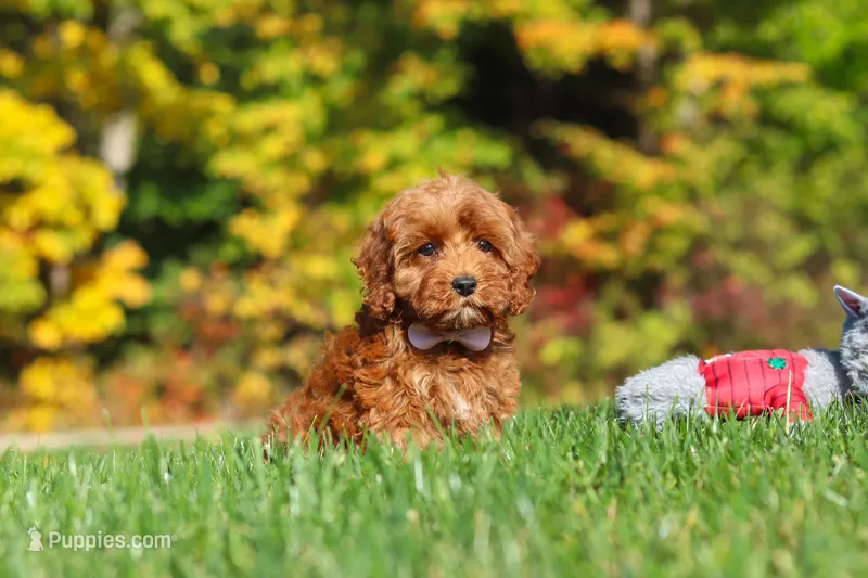Goldie – Cockapoo puppy for sale in Millersburg, OH