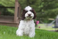 Joselyn, a female Cockapoo for sale in Millersburg, OH – 5 of 5