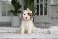 Jewel, a female Cockapoo for sale in Millersburg, OH – 5 of 7