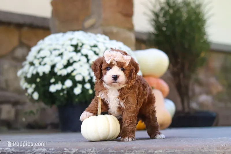 Autumn – Cavapoo puppy for sale in Millersburg, OH
