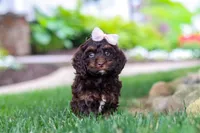 Sophie, a female Cockapoo for sale in Millersburg, OH – 5 of 10