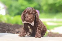 Casey, a female Cockapoo for sale in Millersburg, OH – 4 of 6