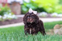 Sophie, a female Cockapoo for sale in Millersburg, OH – 2 of 10