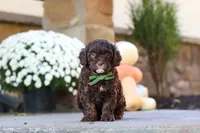 Copper, a male Cavapoo for sale in Millersburg, OH – 3 of 7
