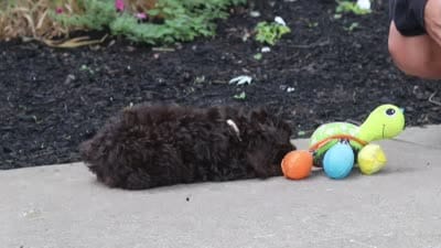 Alex, a male Cockapoo for sale in Millersburg, OH – 6 of 6