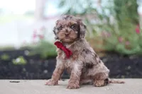 Kobe, a male Cockapoo for sale in Millersburg, OH – 3 of 5