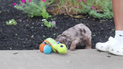 Kobe, a male Cockapoo for sale in Millersburg, OH – 5 of 5