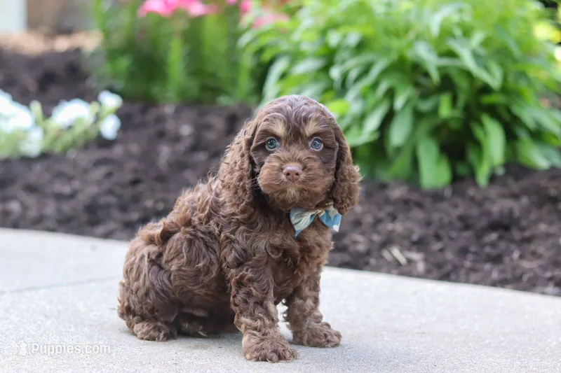 Atlas – Cockapoo puppy for sale in Millersburg, OH