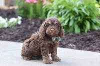 Atlas, a male Cockapoo for sale in Millersburg, OH – 1 of 7