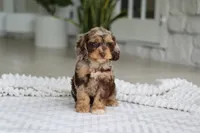 Maverick, a male Cockapoo for sale in Millersburg, OH – 4 of 7