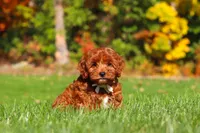 Sienna, a female Cockapoo for sale in Millersburg, OH – 4 of 8