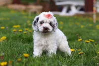 Violet, a female Cockapoo for sale in Millersburg, OH – Photo 4 of 6