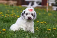 Violet, a female Cockapoo for sale in Millersburg, OH – Photo 6 of 6