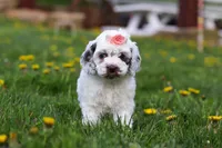 Violet, a female Cockapoo for sale in Millersburg, OH – Photo 3 of 6