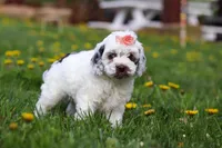 Violet, a female Cockapoo for sale in Millersburg, OH – Photo 2 of 6