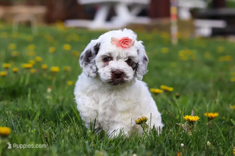 Violet – Cockapoo puppy for sale in Millersburg, OH