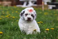 Violet, a female Cockapoo for sale in Millersburg, OH – Photo 1 of 6