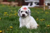 Violet, a female Cockapoo for sale in Millersburg, OH – Photo 5 of 6