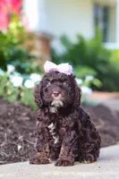 Faye, a female Cockapoo for sale in Millersburg, OH – 2 of 8
