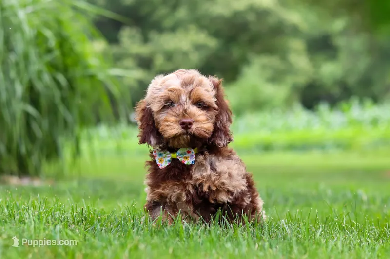 Quinton – Cockapoo puppy for sale in Millersburg, OH