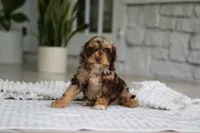 Maverick, a male Cockapoo for sale in Millersburg, OH – 3 of 7