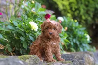 Willow, a female Cockapoo for sale in Millersburg, OH – 3 of 8