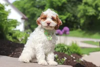 Galen, a male Cockapoo for sale in Millersburg, OH – 2 of 6