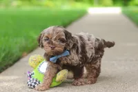 Quinton, a male Cockapoo for sale in Millersburg, OH – 5 of 7