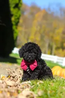 Quinn, a male Cavapoo for sale in Millersburg, OH – 4 of 6