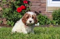 Baxter, a male Cockapoo for sale in Millersburg, OH – 2 of 6