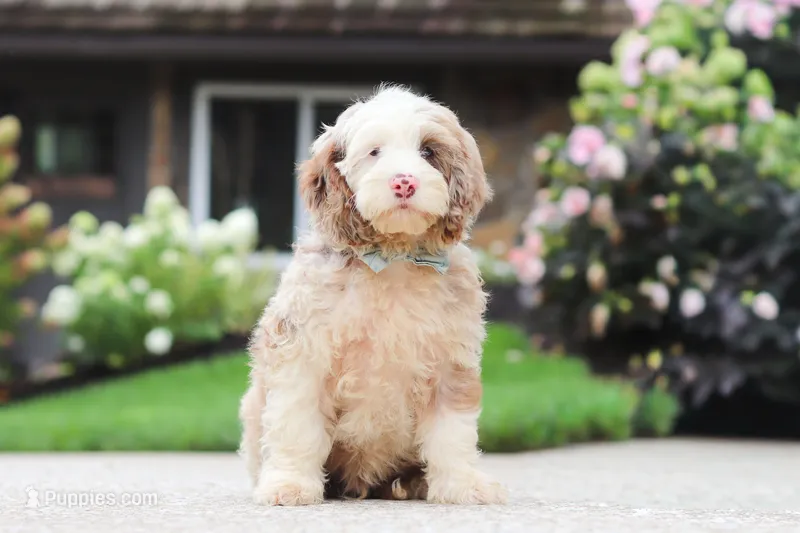 Oakley – Cockapoo puppy for sale in Millersburg, OH
