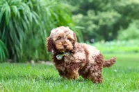 Quinton, a male Cockapoo for sale in Millersburg, OH – 4 of 6