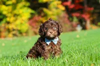 Rusty, a male Cavapoo for sale in Millersburg, OH – 5 of 6