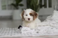 Jewel, a female Cockapoo for sale in Millersburg, OH – 2 of 7