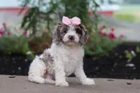 Nicole, a female Cockapoo for sale in Millersburg, OH – 2 of 6