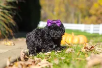 Aurora, a female Cavapoo for sale in Millersburg, OH – 6 of 6