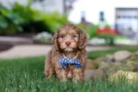 Leo, a male Cockapoo for sale in Millersburg, OH – 2 of 10