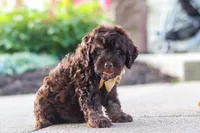 Trevor, a male Cockapoo for sale in Millersburg, OH – 2 of 10