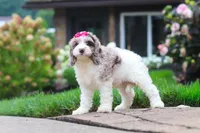 Nicole, a female Cockapoo for sale in Millersburg, OH – 3 of 8