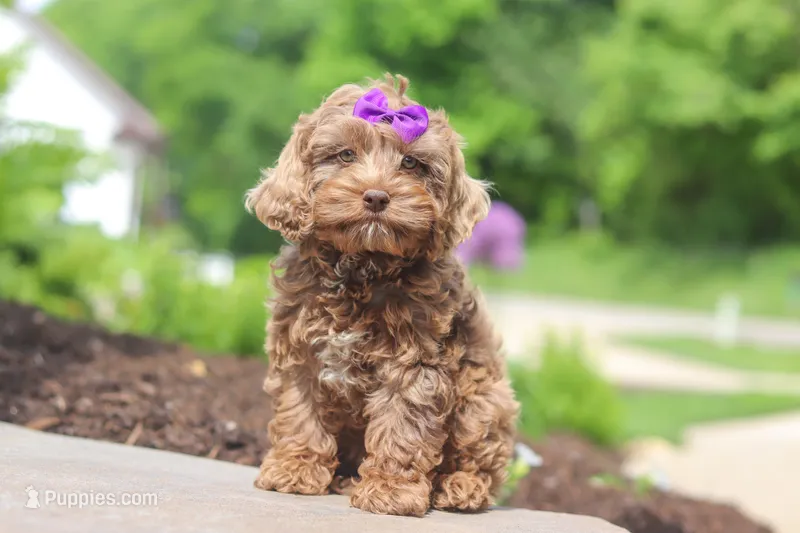 Zoey – Cockapoo puppy for sale in Millersburg, OH